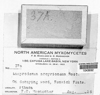 Image Associated With the Occurence